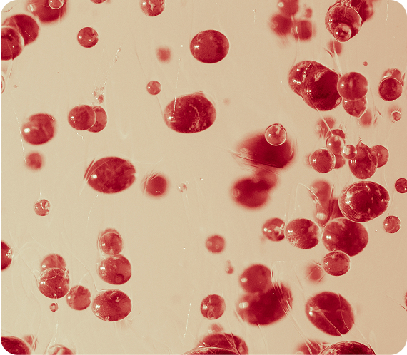 Hematologija